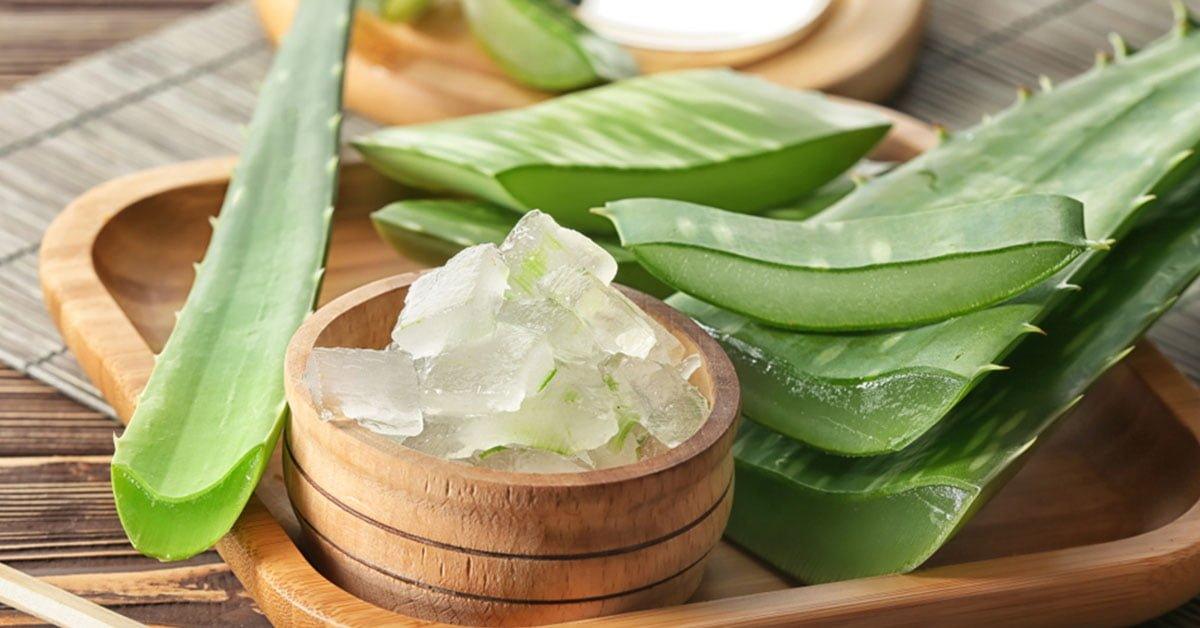 4 Reasons Why Aloe Vera Can Be Your Hair’s Best Buddy This Winter - Oshea Herbals