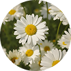 Chamomile