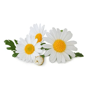 Chamomile